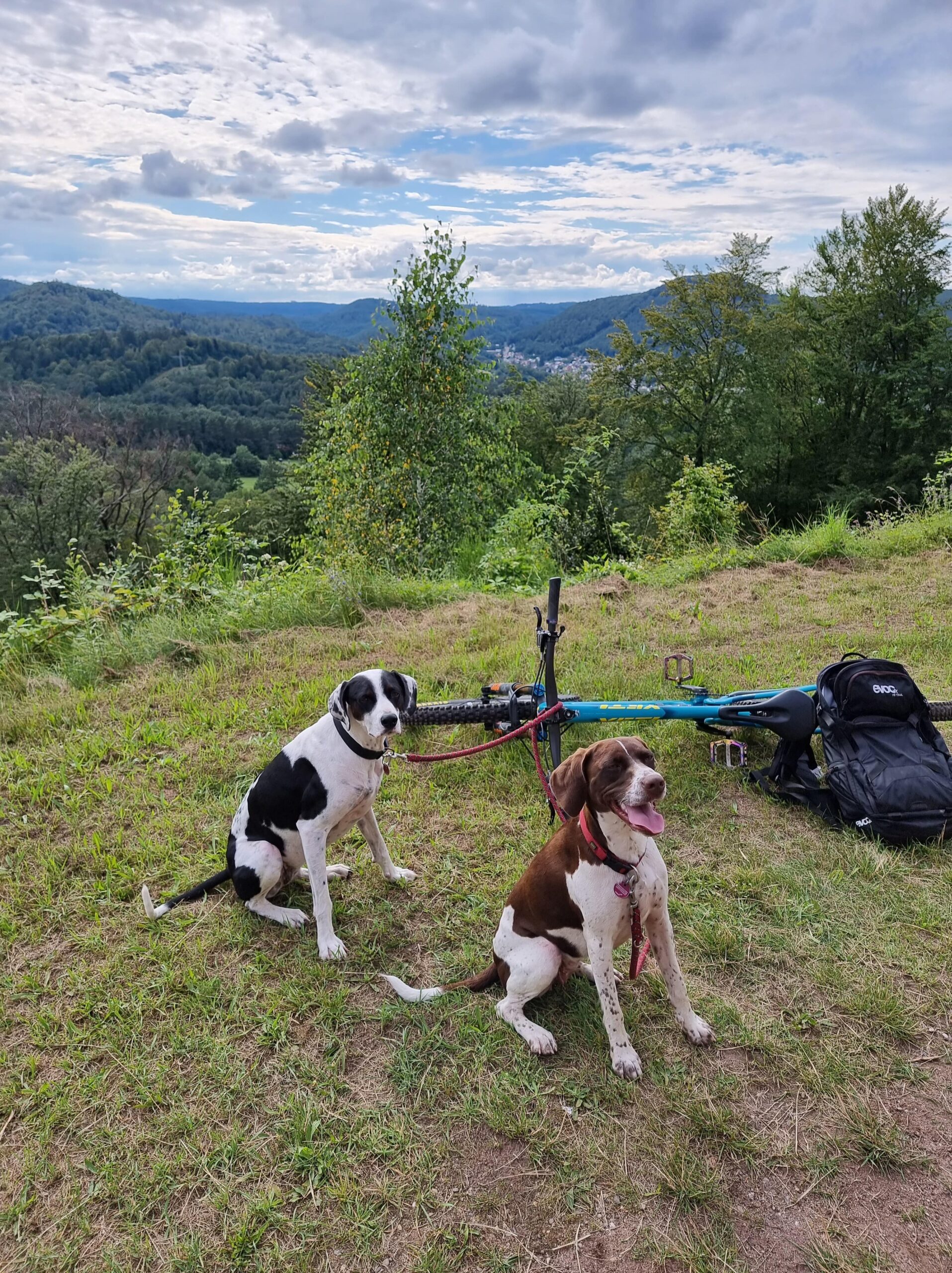 hunde willkommen